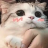 Held Cutie