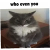 meow 22