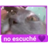 mis amigos 12