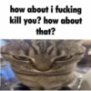 meow 24
