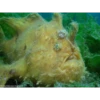 Teresa Zubi www.frogfish.ch