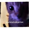 meow 25