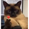 Meow Mood v2 16