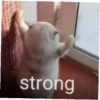 meow 28