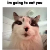 meow 29