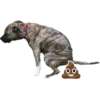 ОО