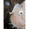 Shaggy frogfish collection 30