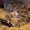 Meow Mood v2 19