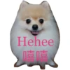 HK Lion King 仔仔 1 5