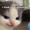 meow 2 6