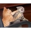 gatitos 5