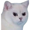 gatitos 6