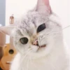 Meow Mood 7