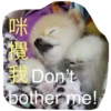 HK Lion King 仔仔 1 9