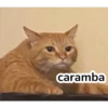 gatitos 7