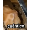 gatitos 8