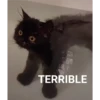 gatitos 9