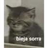 gatitos 11