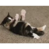 gatitos 12