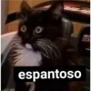 gatitos 13