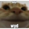 meow 2 10