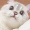 Meow Mood 12