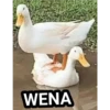 gatitos 15