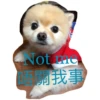 HK Lion King 仔仔 1 12