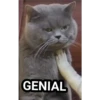 gatitos 16