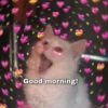 Meow Mood 14