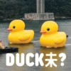 3060 DUCK*?