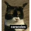 gatitos 17