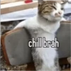 meow 2 12