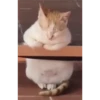 gatitos 18