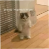 meow 2 13