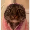 gatitos 19