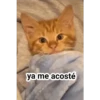 gatitos 20