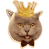 ABZ: we are cats united 5
