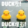DUCK左! DUCK埋右!