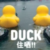 DUCK 住哂!!