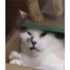 gatitos 22