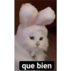 gatitos 23