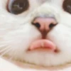 Meow Mood 18