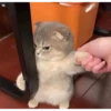 Meow Mood 21