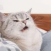 Meow Mood 23