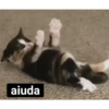 gatitos 24