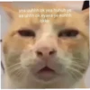 meow 2 16