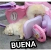 gatitos 25