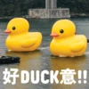 好DUCK意!!