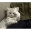 Meow Mood 24